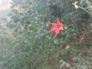 Maple leaf