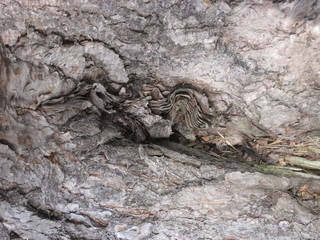 Pembrokeshire August 2010